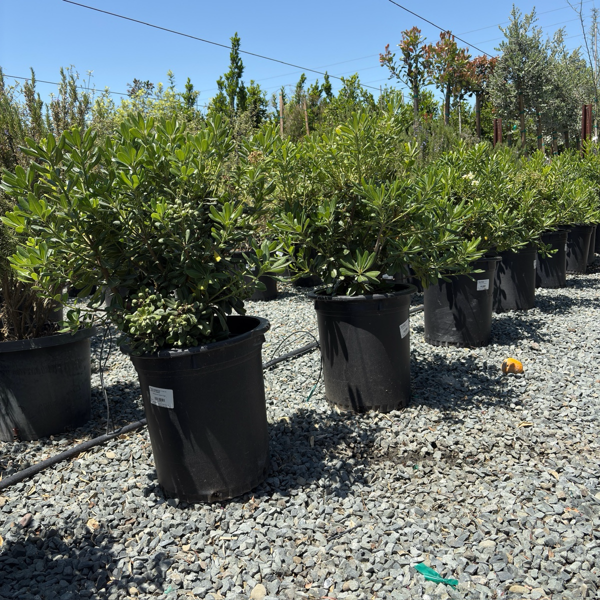 Japanese Mock Orange