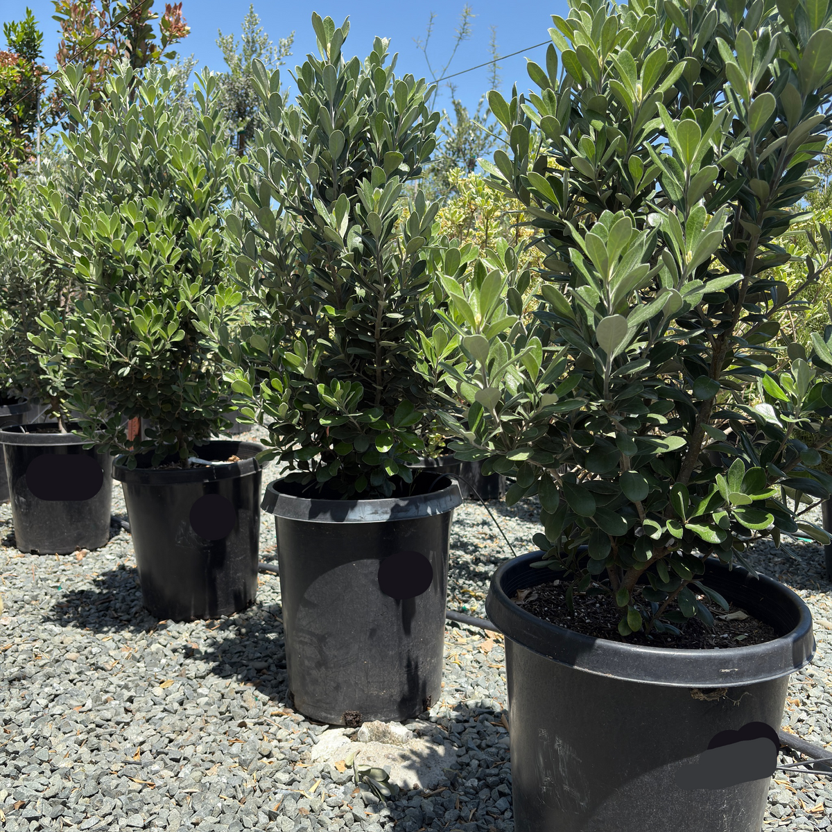 【ほぼ新品】PRETONE SHIGEMORI Japanese_Mock_Orange-5.png?v=