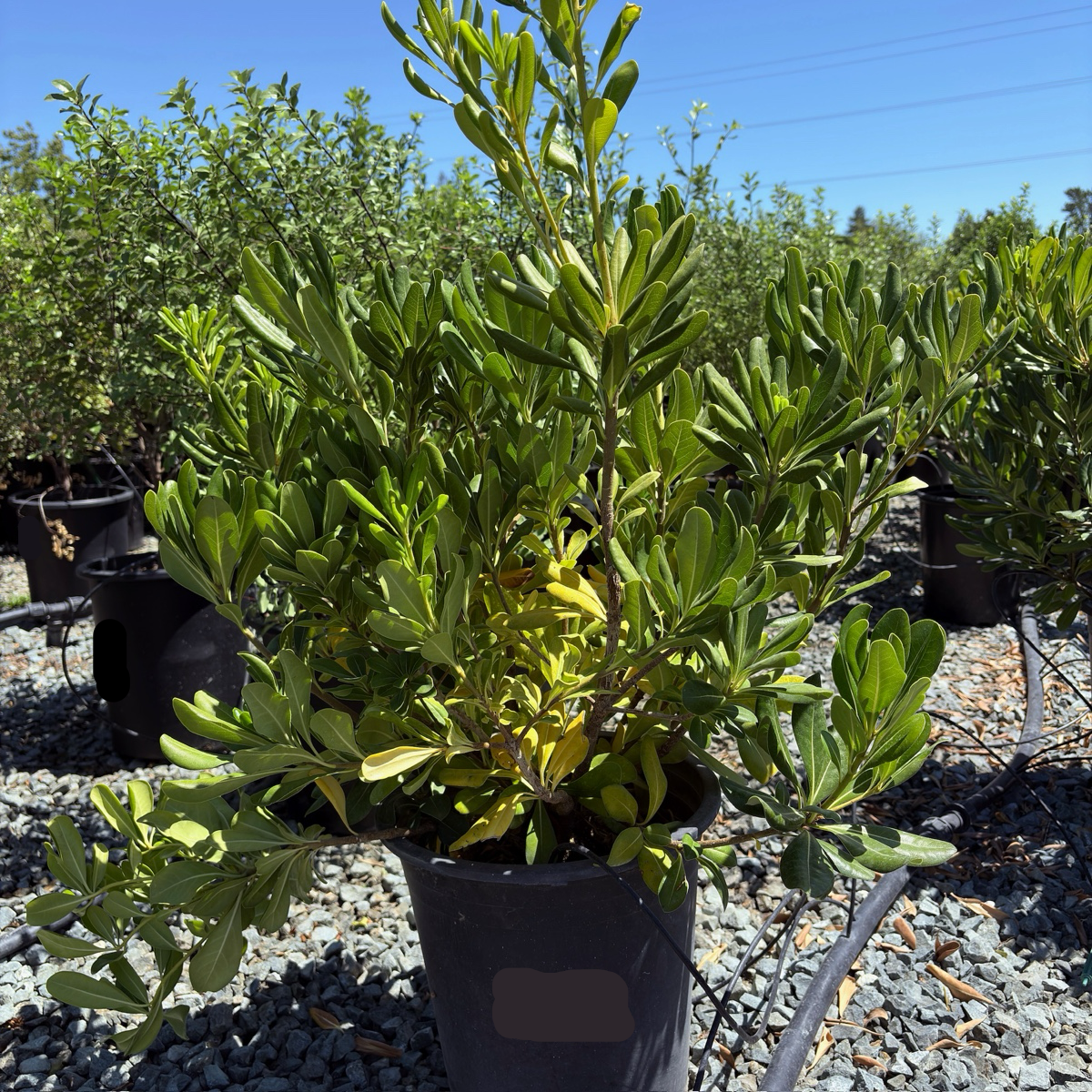 planting mock orange Japanese Mock Orange