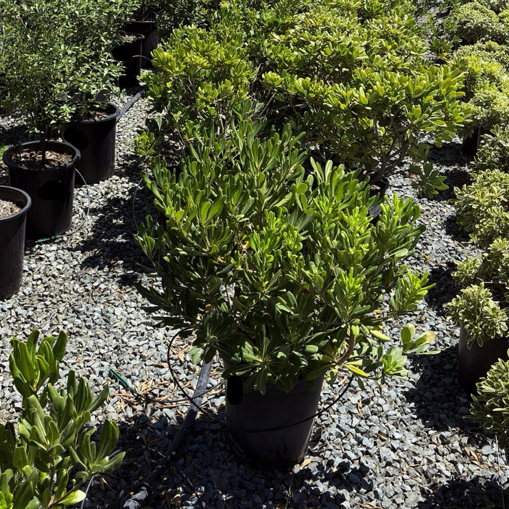 Japanese Mock Orange