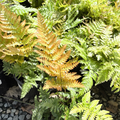 Japanese Shield Fern on a pebble-covered ground in the victory nursery