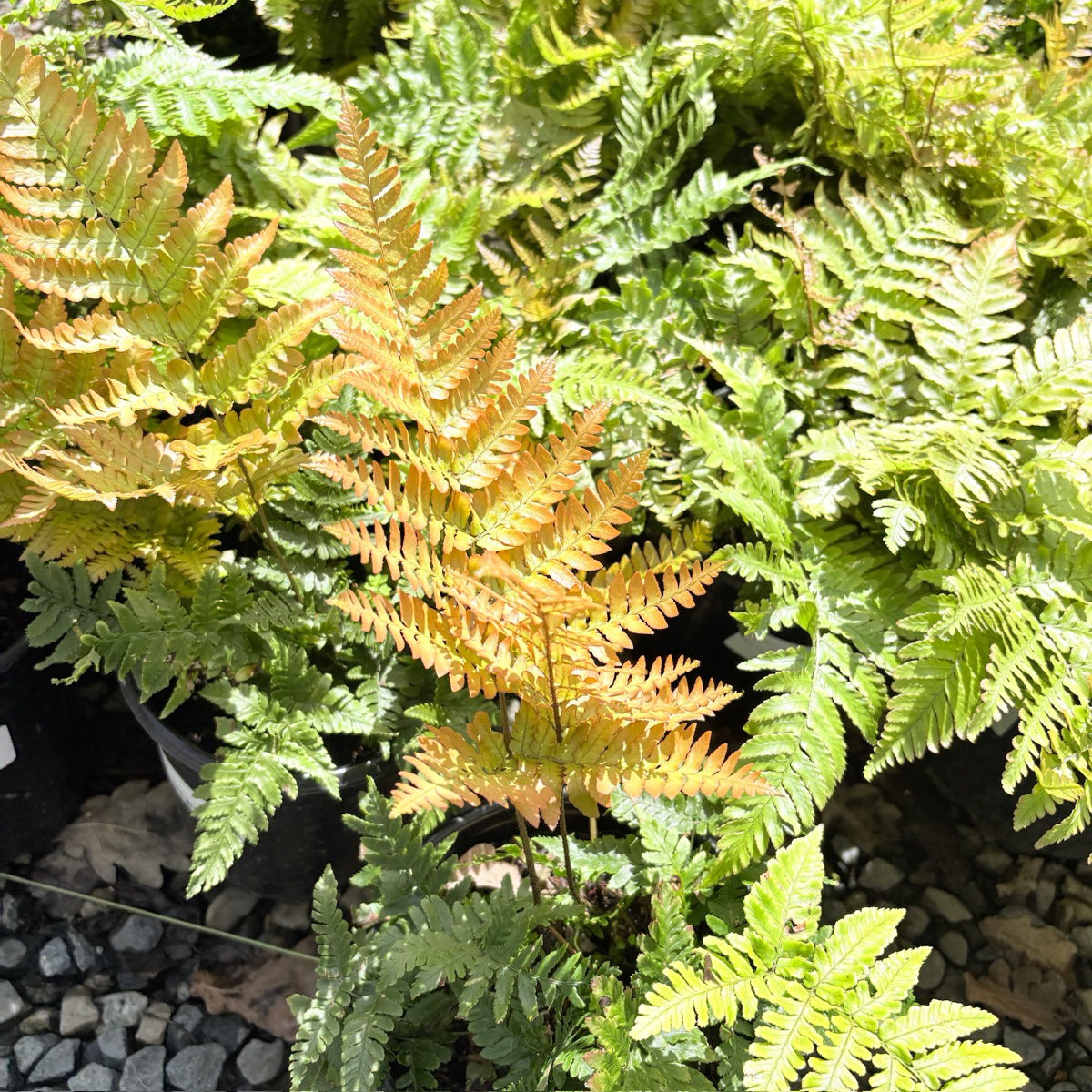 Japanese Shield Fern on a pebble-covered ground in the victory nursery