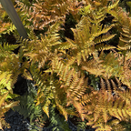  Close-up of Japanese Shield Fern  plant with green and brown leaves.