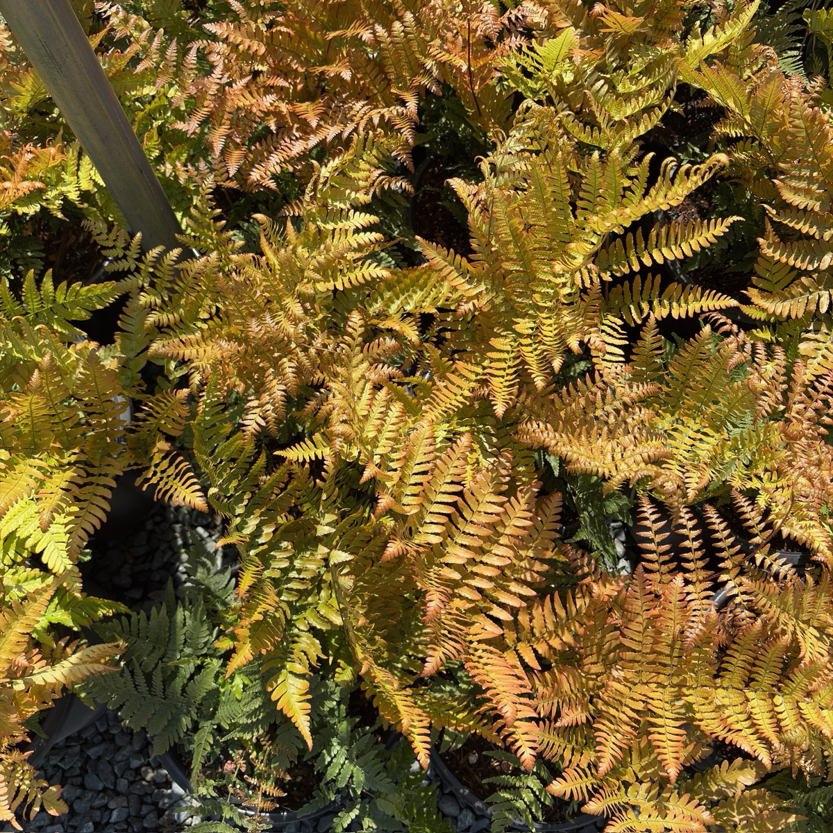  Close-up of Japanese Shield Fern  plant with green and brown leaves.