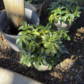 Japanese Spurge