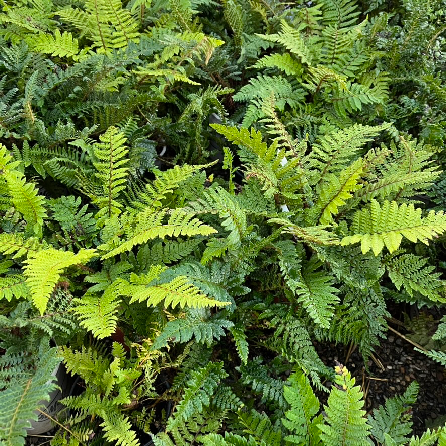 Japanese Tassel Fern Close-up of a lush Japanese Tassel Fern plant