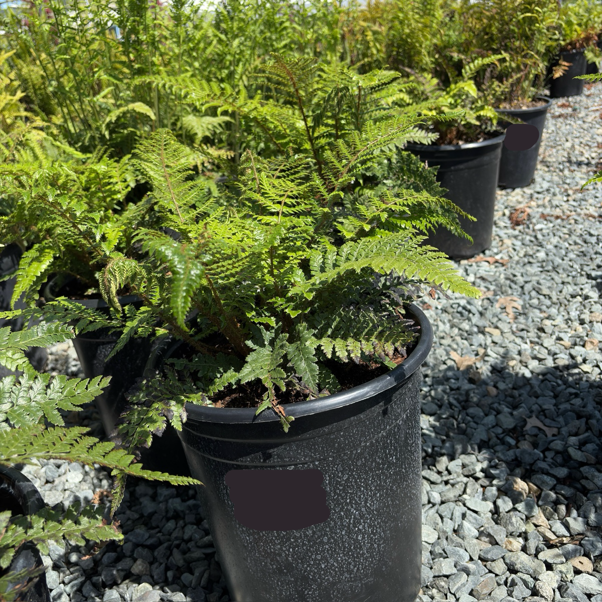 tassel fern potting mix Japanese Tassel Fern