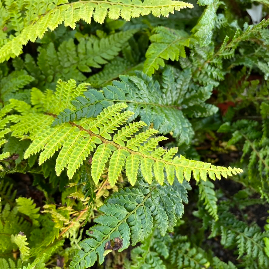 Japanese Tassel Fern Close-up of Japanese Tassel Fern sold by victory nursery