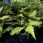 Japanese Tassel Fern