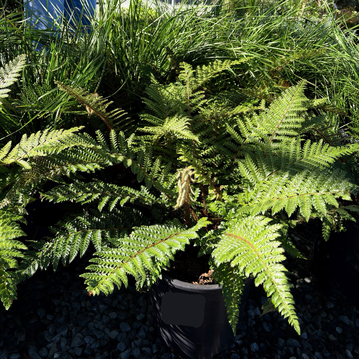 Japanese Tassel Fern