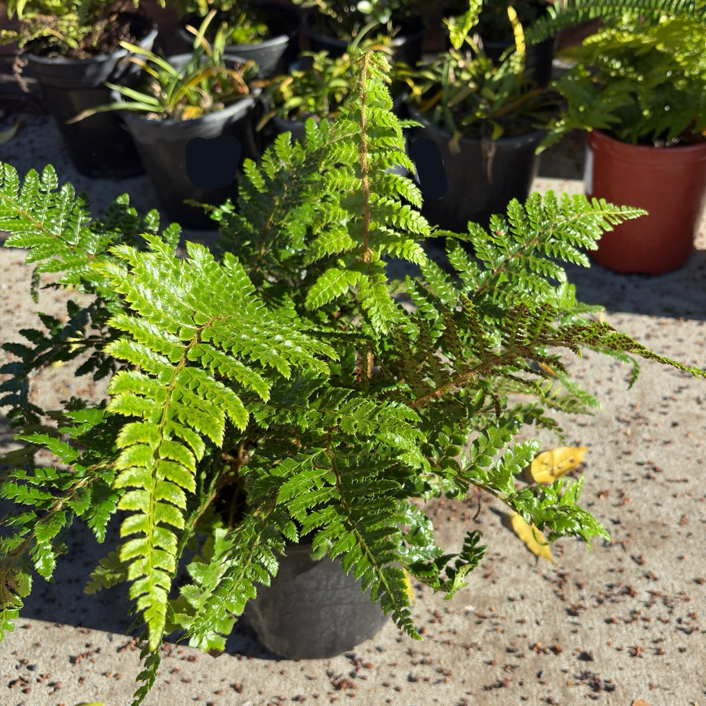 tassel fern potting mix Japanese Tassel Fern