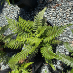 Japanese Tassel Fern Japanese Tassel Fern in a pot on a bed of small stones