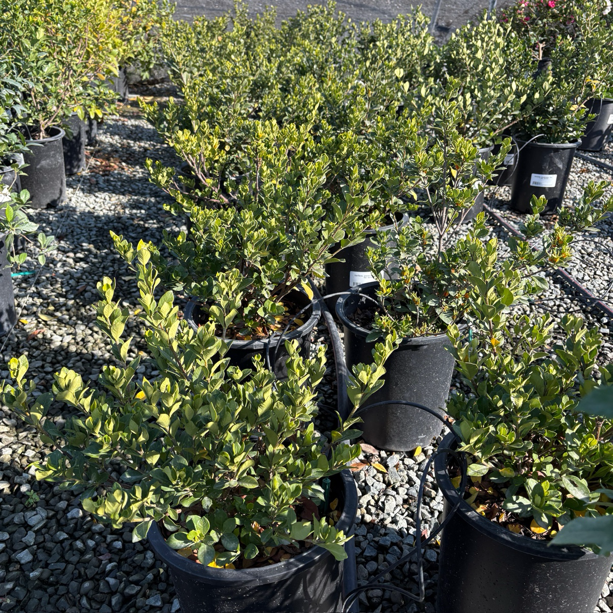 Row of potted Jasminum nitidum 'Kuchinashi‘ plants on a gravel surface