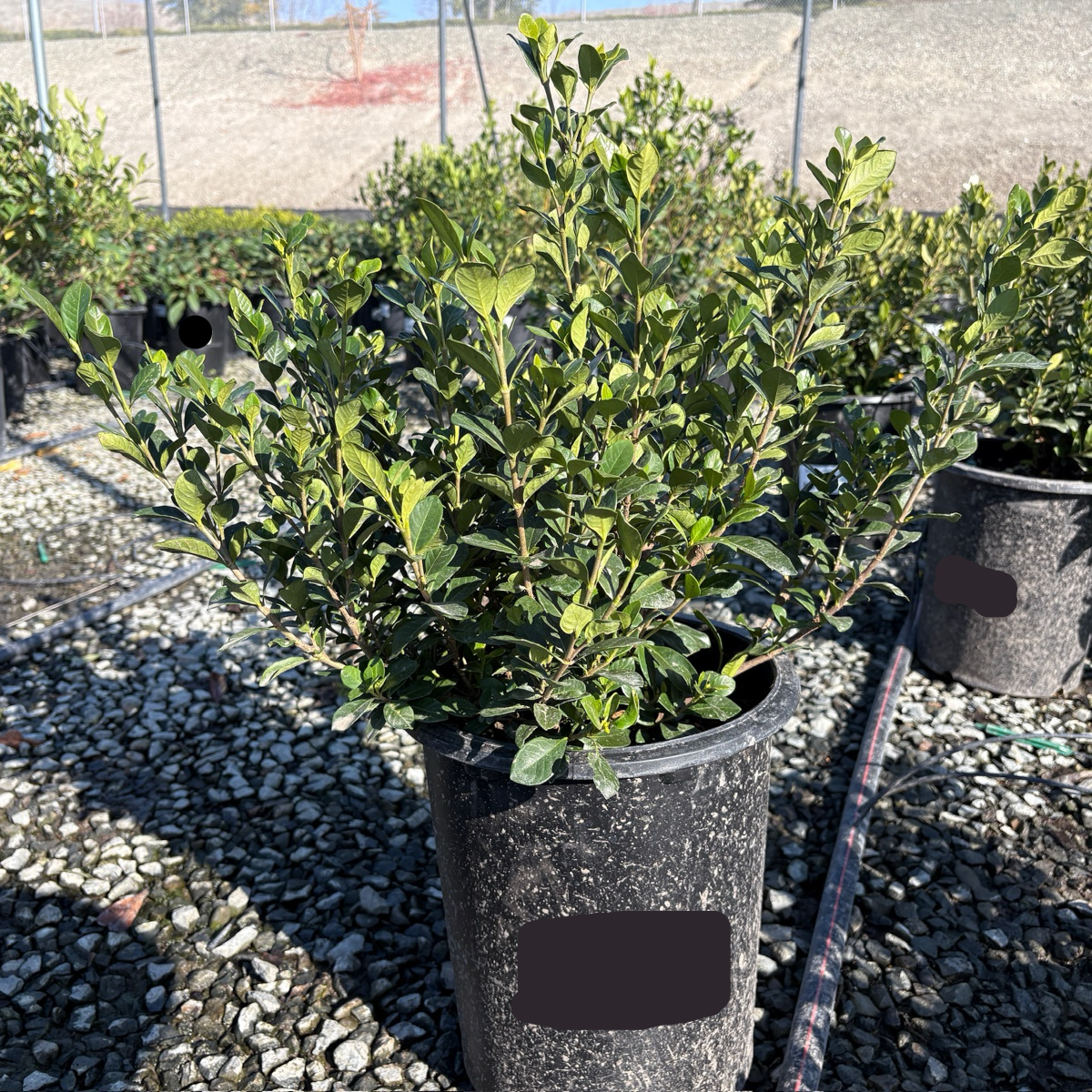 Potted Jasminum nitidum 'Kuchinashi‘ plant in a nursery setting with gravel ground and other plants in the background.