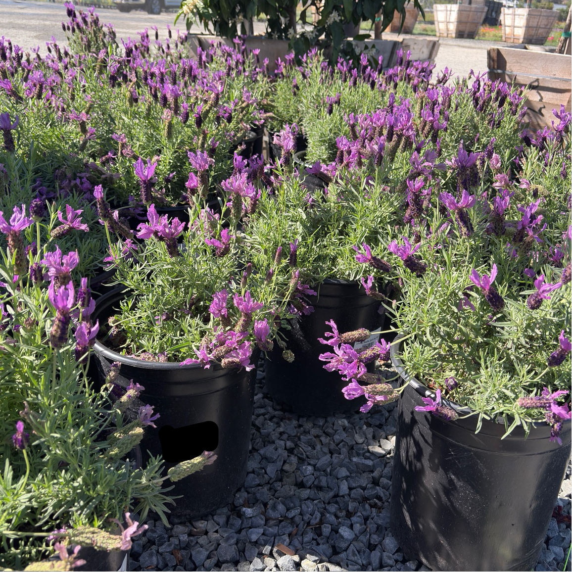 Javelin Deep Purple Spanish Lavender