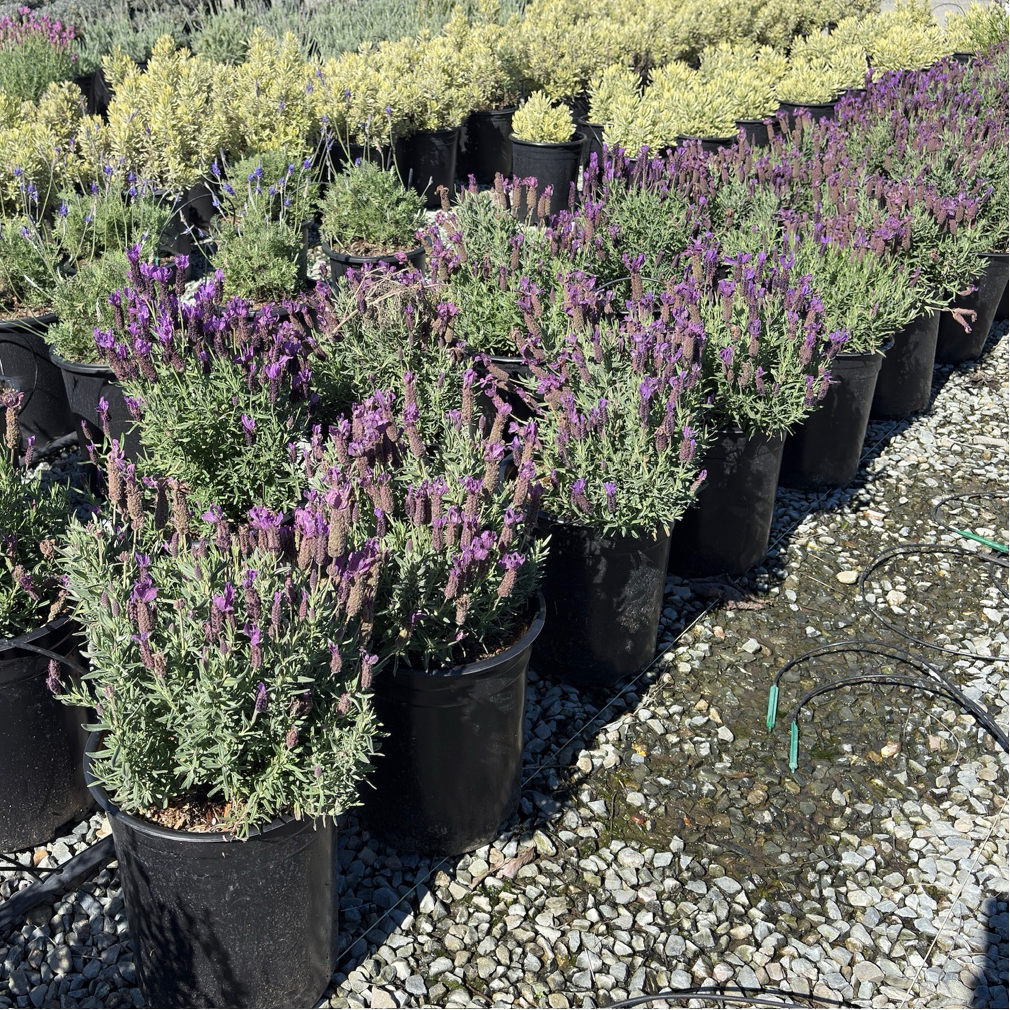 Javelin Deep Purple Spanish Lavender
