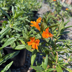Jelly Bean Monkeyflower
