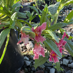Jelly Bean Monkeyflower