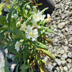 Jelly Bean Monkeyflower