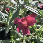Jelly Bean Monkeyflower