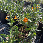 Jelly Bean Monkeyflower