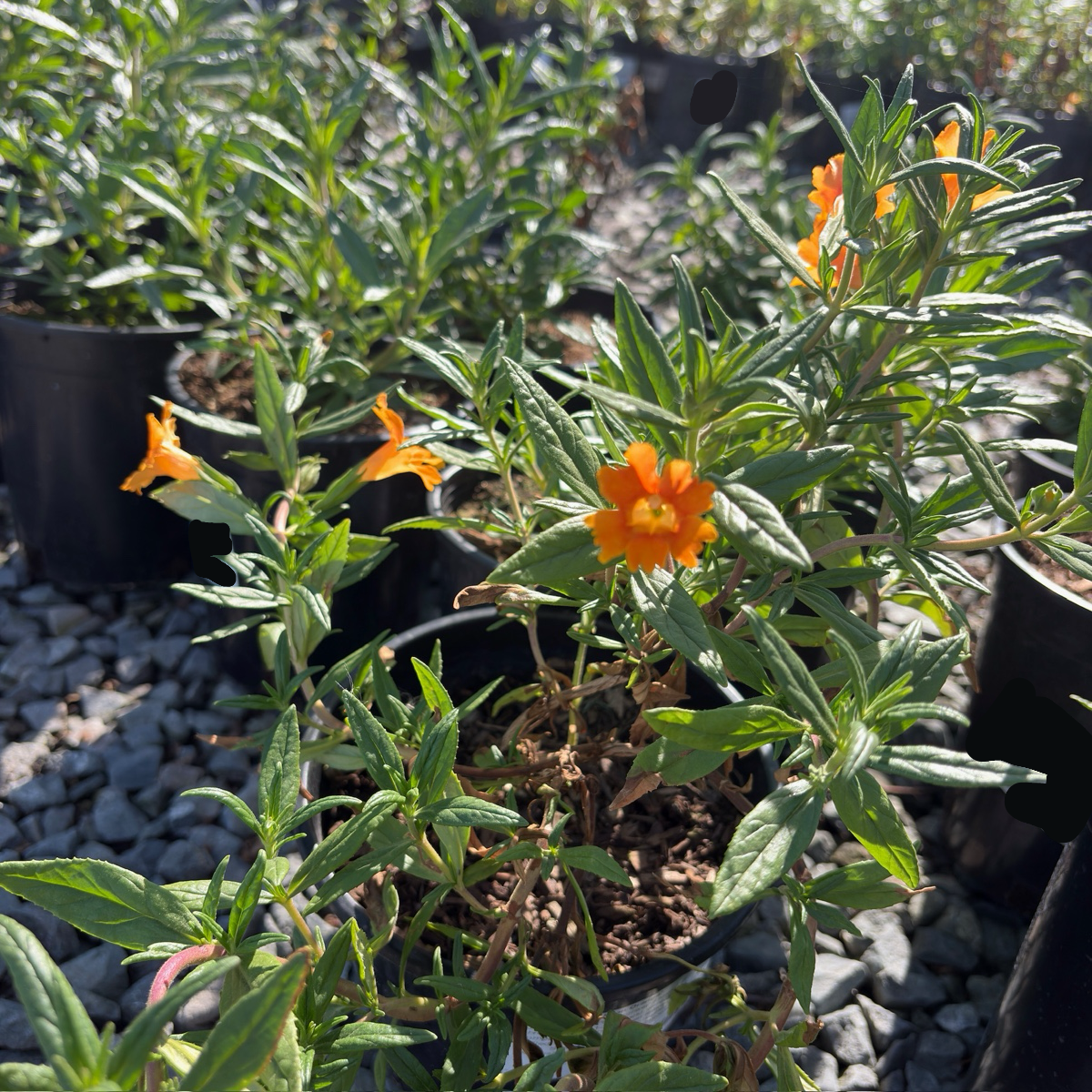 Jelly Bean Monkeyflower