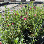 Jelly Bean Monkeyflower