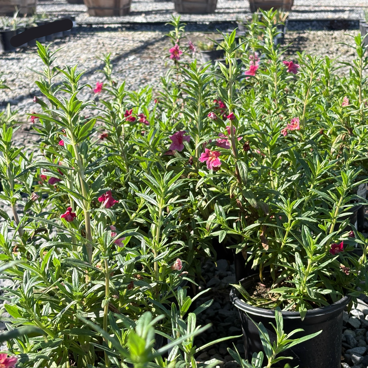 Jelly Bean Monkeyflower