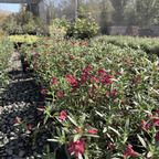 Jelly Bean Monkeyflower