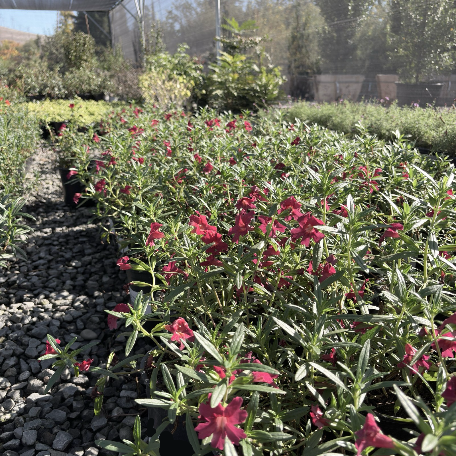 Jelly Bean Monkeyflower