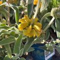 Jerusalem Sage