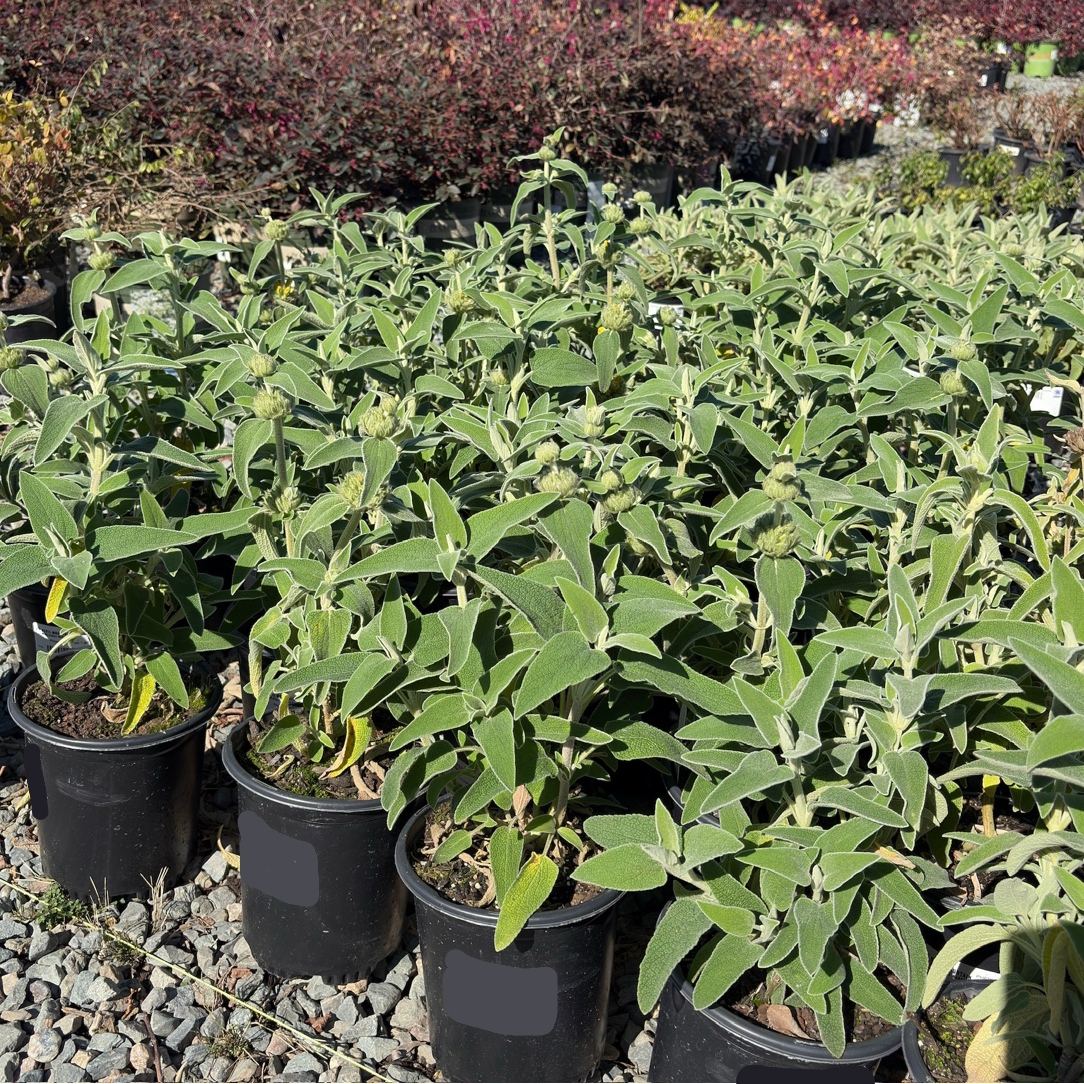Jerusalem Sage
