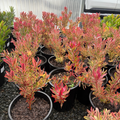 Jester Cone Bush