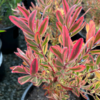 Jester Cone Bush
