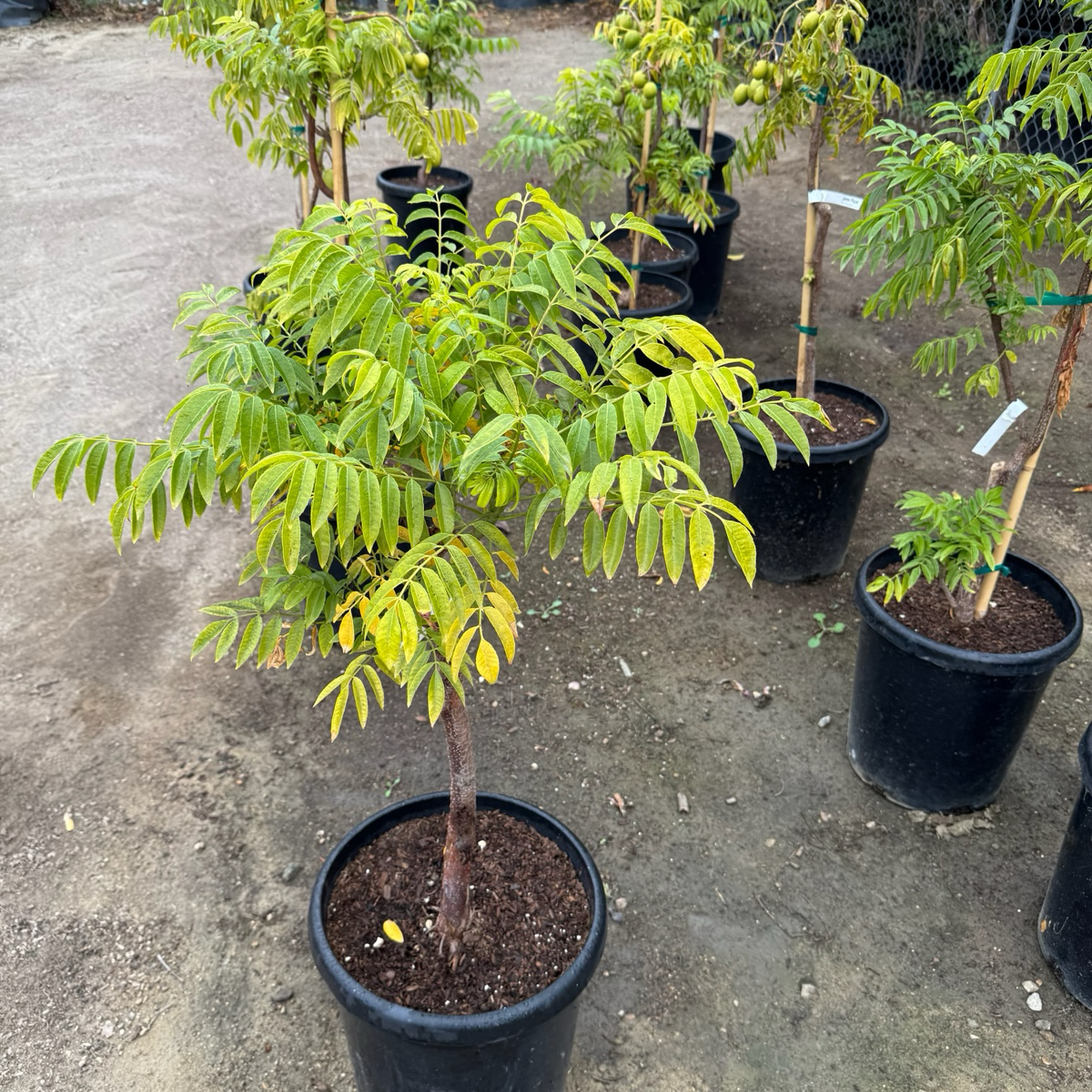 Potted Jew Plum trees on a concrete surface