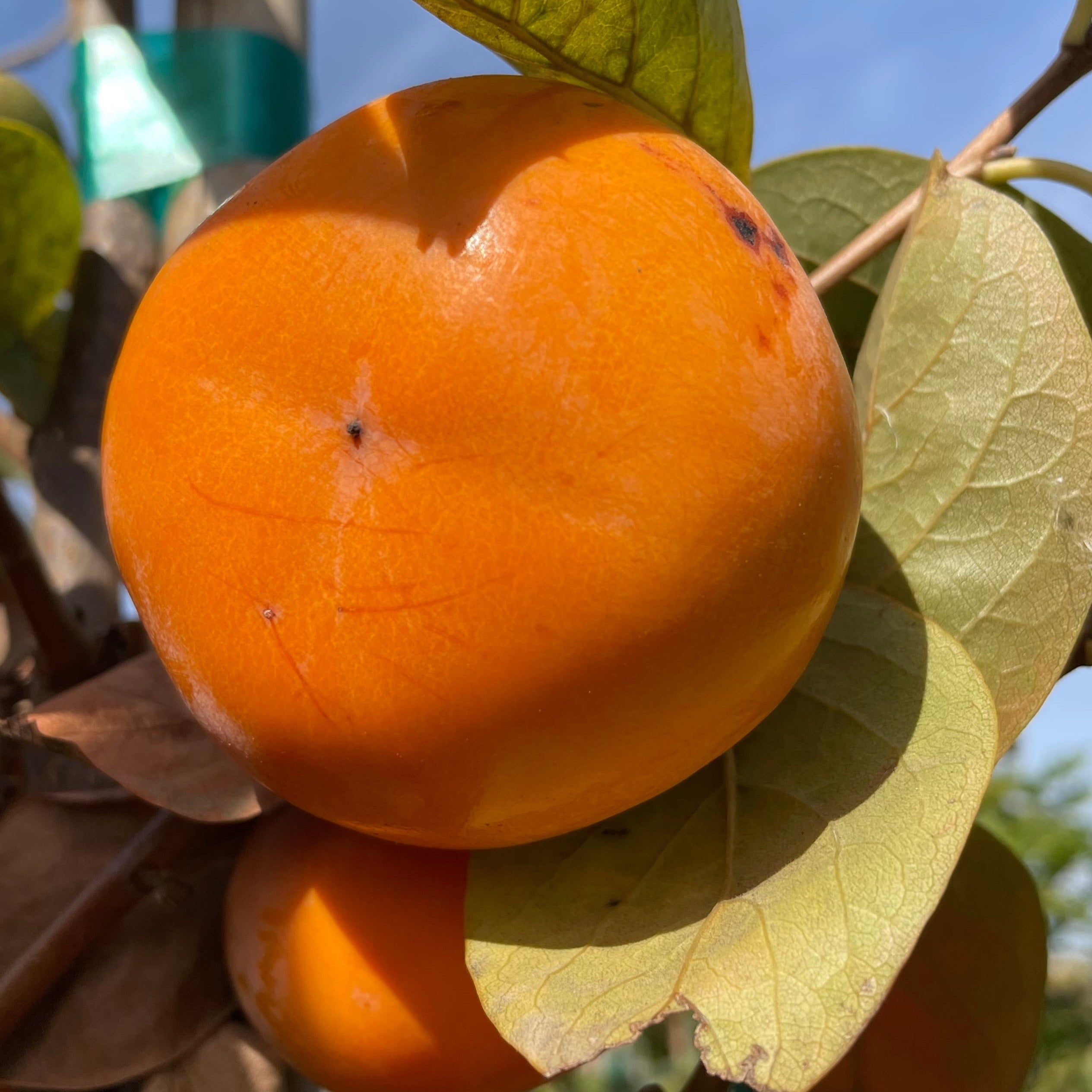 Jiro Fuyu Persimmon