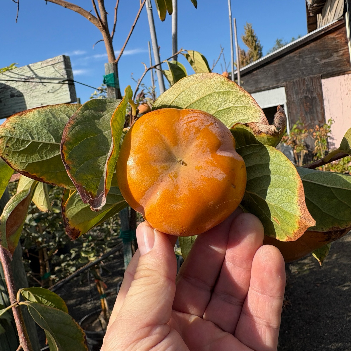 Jiro Persimmon