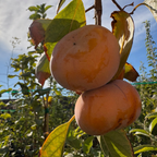 Jiro Persimmon