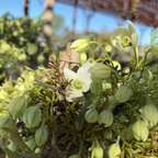 Close-up of Joe Evergreen Clematis flowers and buds with a blurred background