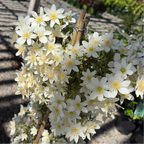 Close-up of white flowers Joe Evergreen Clematis with a blurred background