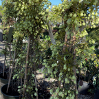 Potted Joe Evergreen Clematis plants with green foliage in a garden setting