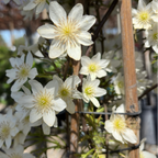 Close-up of white flowers Joe Evergreen Clematis with a blurred background