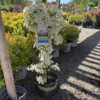 Joe Evergreen Clematis