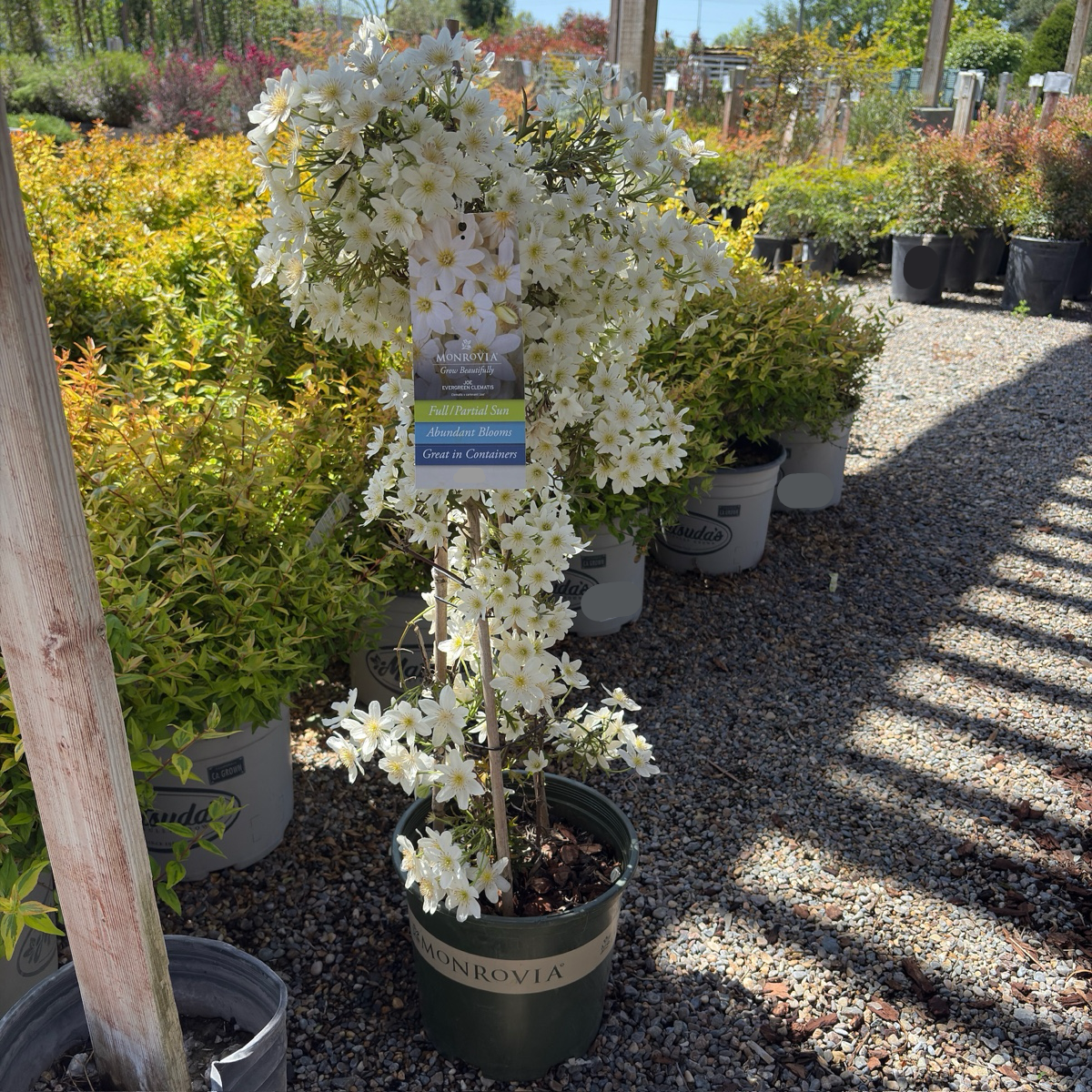 Joe Evergreen Clematis