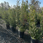 John Edwards Italian Buckthorn