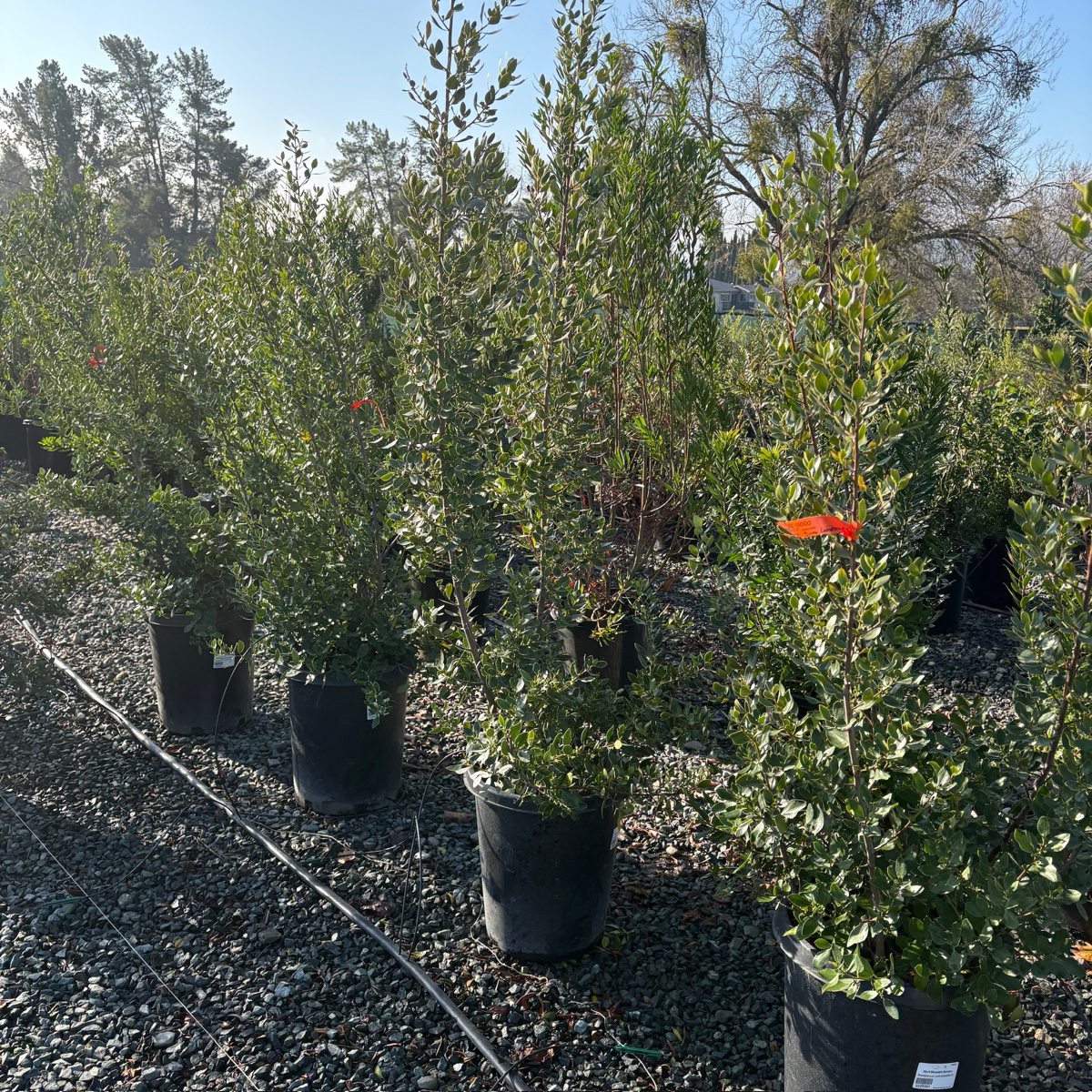 John Edwards Italian Buckthorn