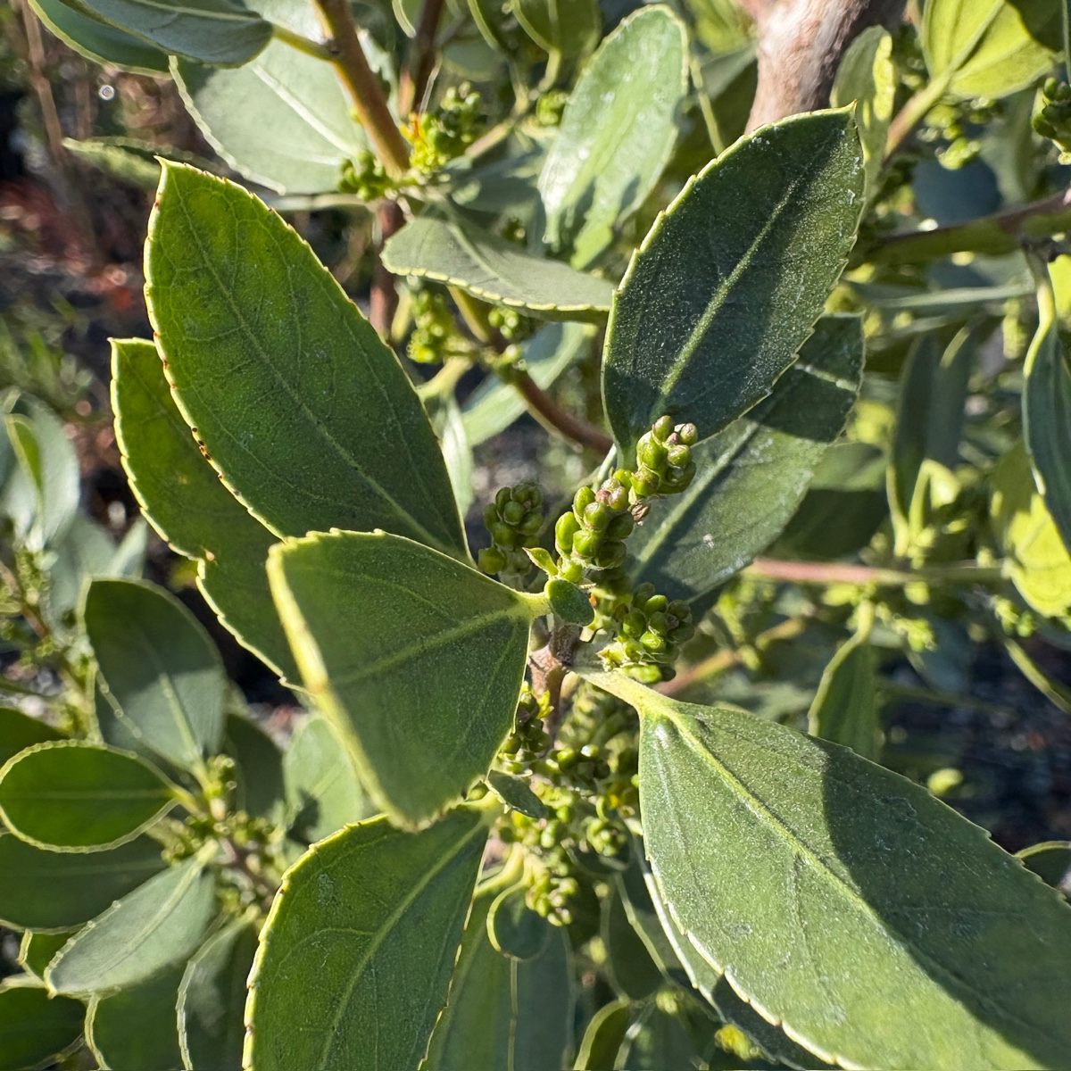 John Edwards Italian Buckthorn