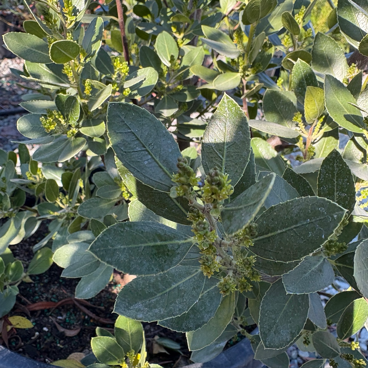 John Edwards Italian Buckthorn