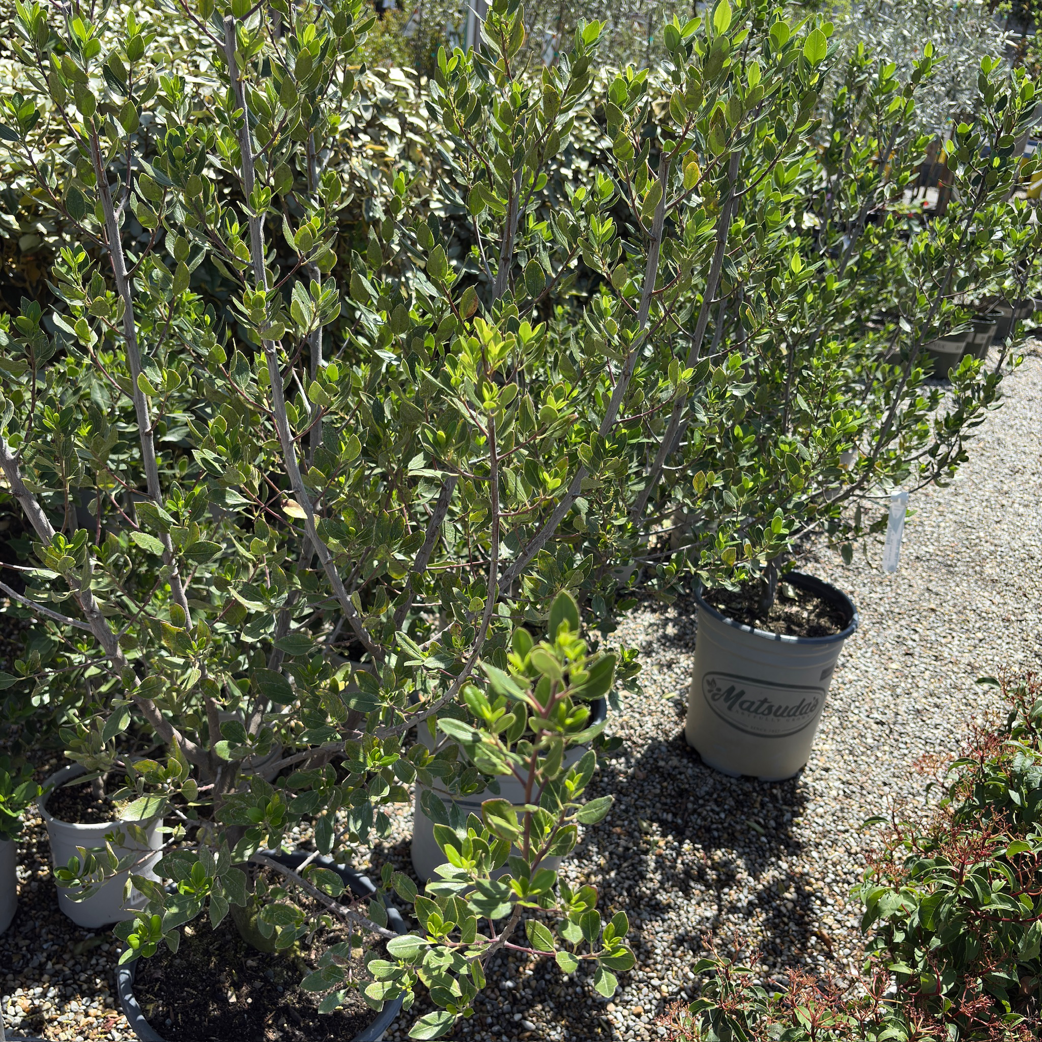 John Edwards Italian Buckthorn