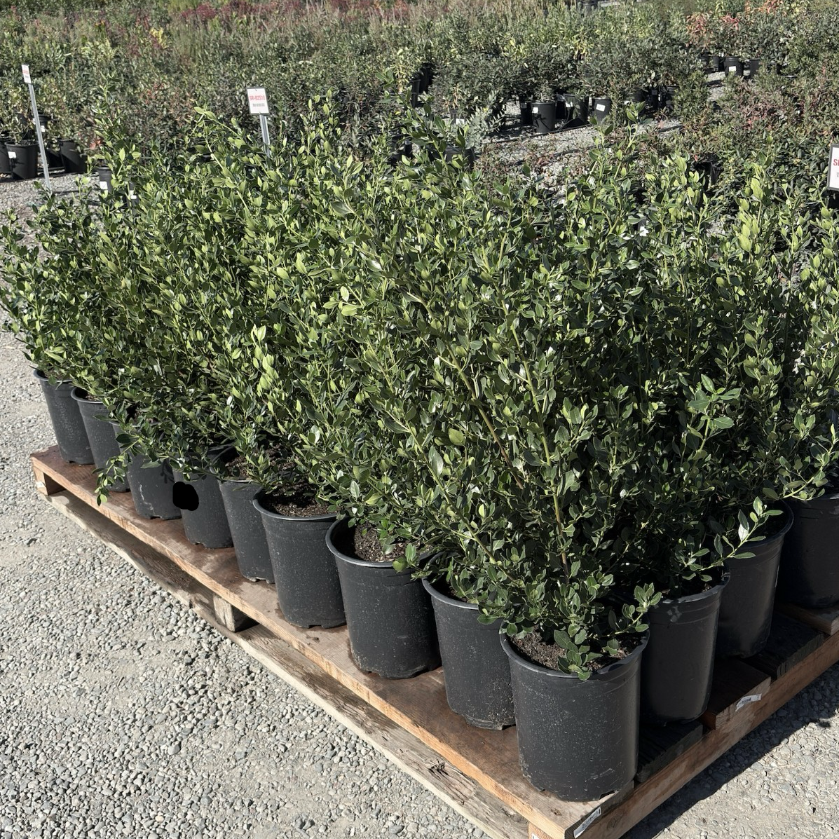 John Edwards Italian Buckthorn